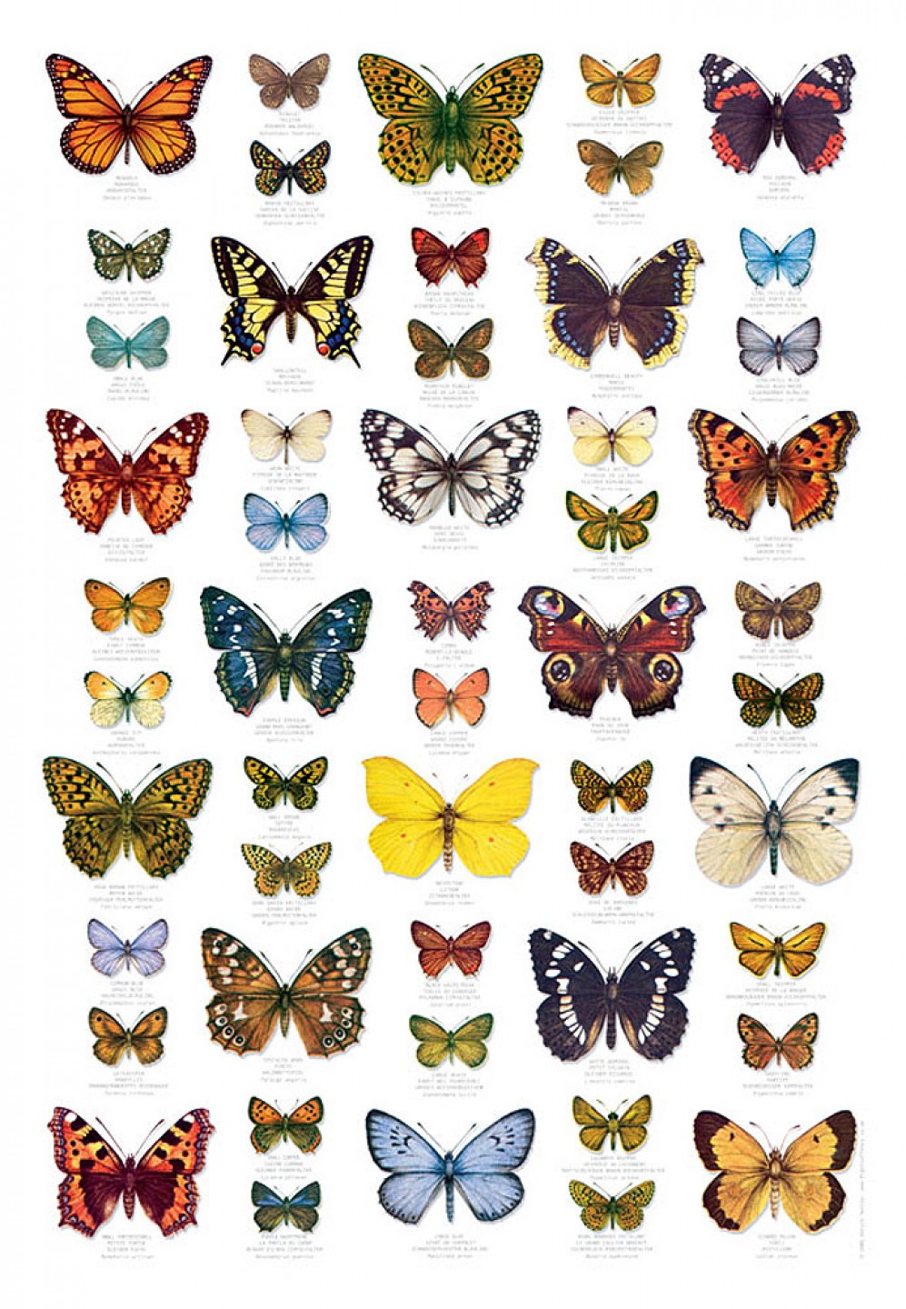 Butterflies Nature Poster